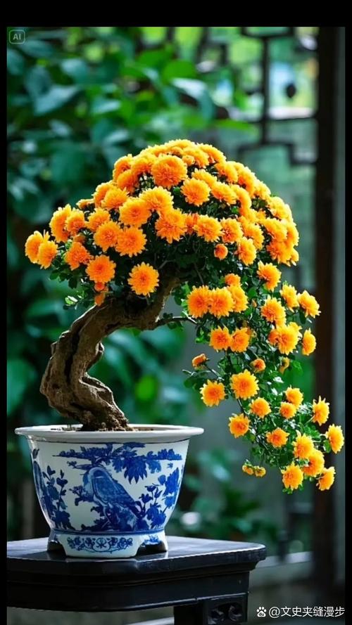 草花菊花盆栽图片有哪些品种?-第3张图片-吾爱花网 草花菊花盆栽图片有哪些品种?-第3张图片-吾爱花网