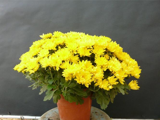 草花菊花盆栽图片有哪些品种?-第1张图片-吾爱花网 草花菊花盆栽图片有哪些品种?-第1张图片-吾爱花网