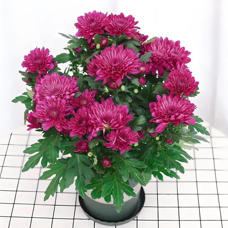 草花菊花盆栽图片有哪些品种?-第2张图片-吾爱花网 草花菊花盆栽图片有哪些品种?-第2张图片-吾爱花网