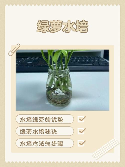 绿萝水培总烂根，到底咋回事？-第1张图片-吾爱花网