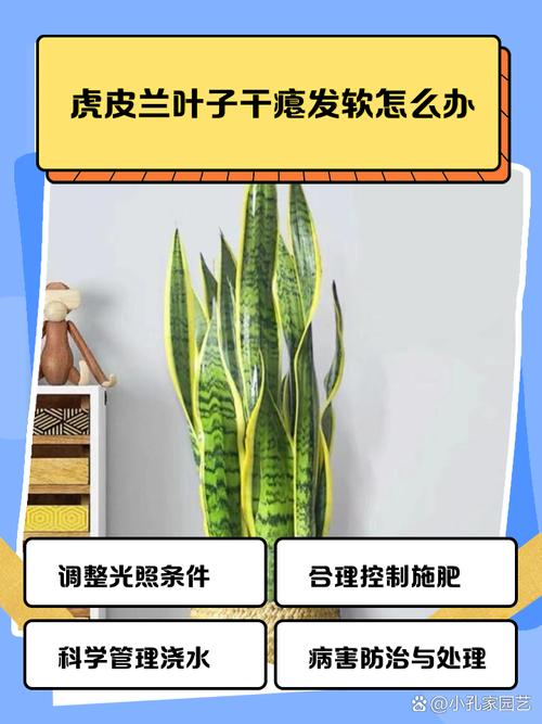 水培虎皮兰干枯了怎么办？-第1张图片-吾爱花网