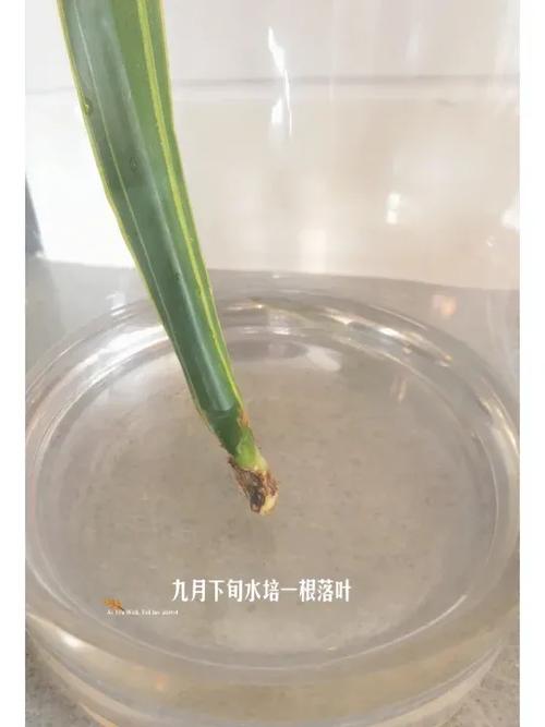 水培虎皮兰干枯了怎么办？-第2张图片-吾爱花网