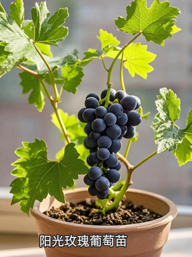 刚种盆栽葡萄能晒太阳吗？-第1张图片-吾爱花网