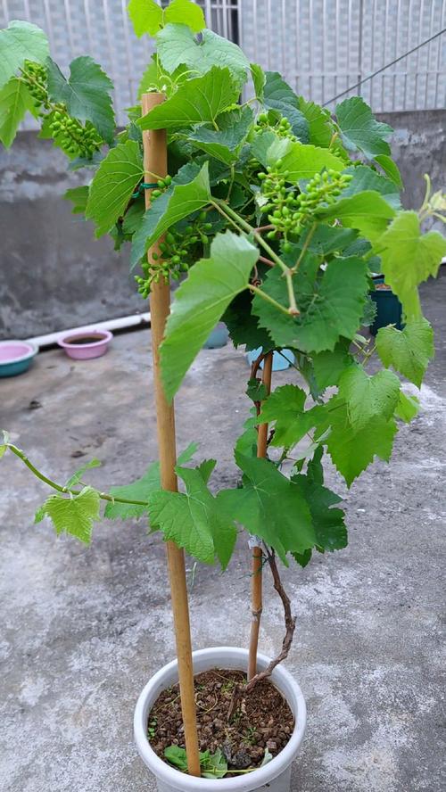 刚种盆栽葡萄能晒太阳吗？-第3张图片-吾爱花网