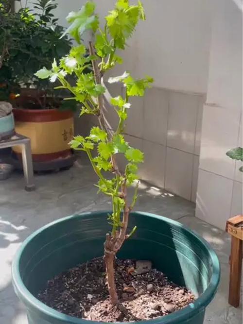 刚种盆栽葡萄能晒太阳吗？-第2张图片-吾爱花网