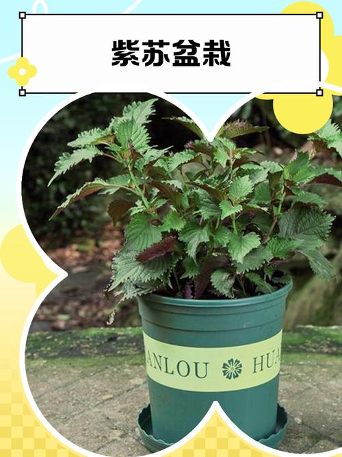 盆栽紫苏几天浇水一次？-第2张图片-吾爱花网