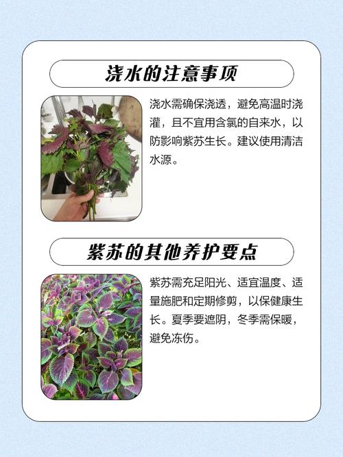 盆栽紫苏几天浇水一次？-第1张图片-吾爱花网