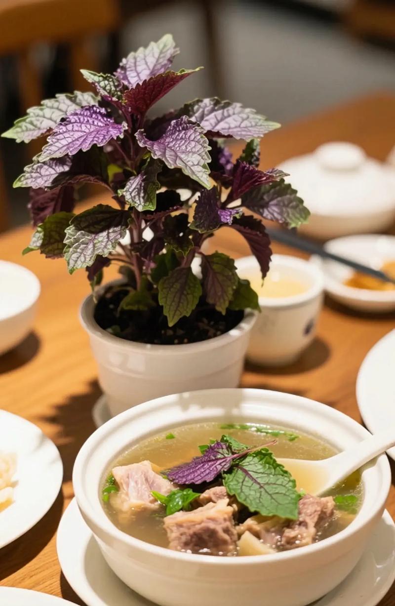 盆栽紫苏几天浇水一次？-第3张图片-吾爱花网