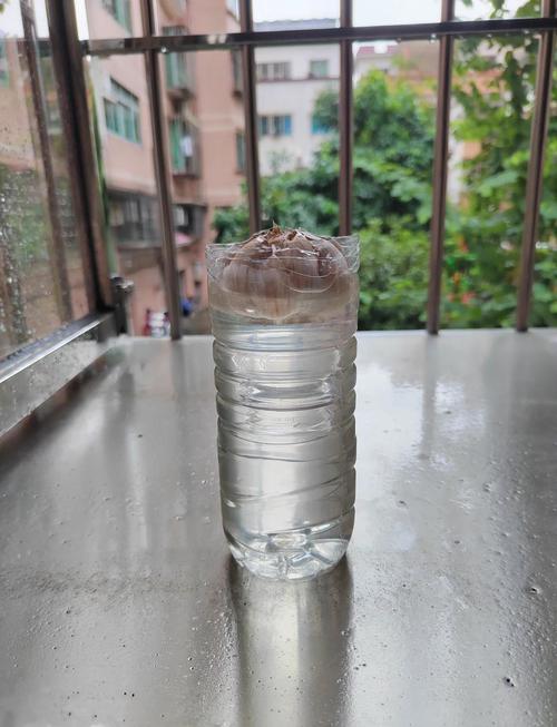 水培大蒜苗长得慢咋办？-第2张图片-吾爱花网