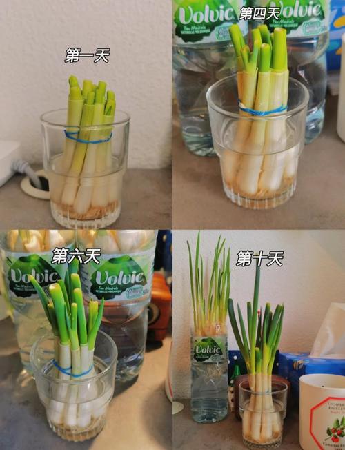 水培大蒜苗长得慢咋办？-第1张图片-吾爱花网