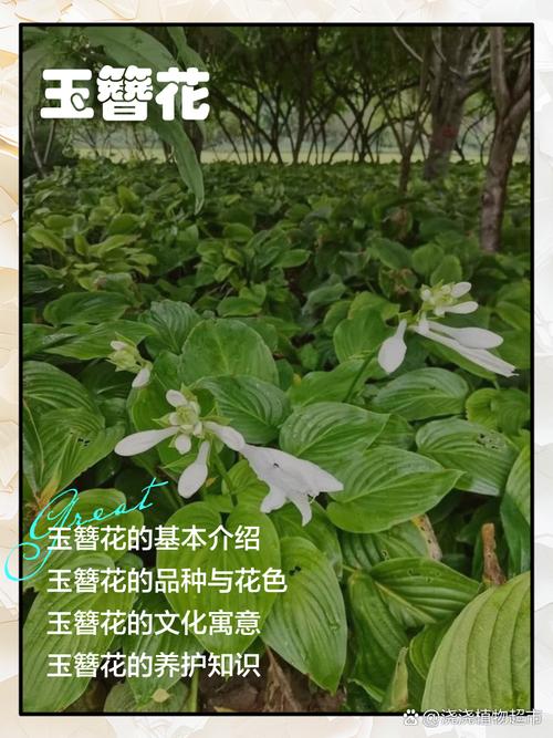 玉簪花地栽盆栽有何区别？-第1张图片-吾爱花网