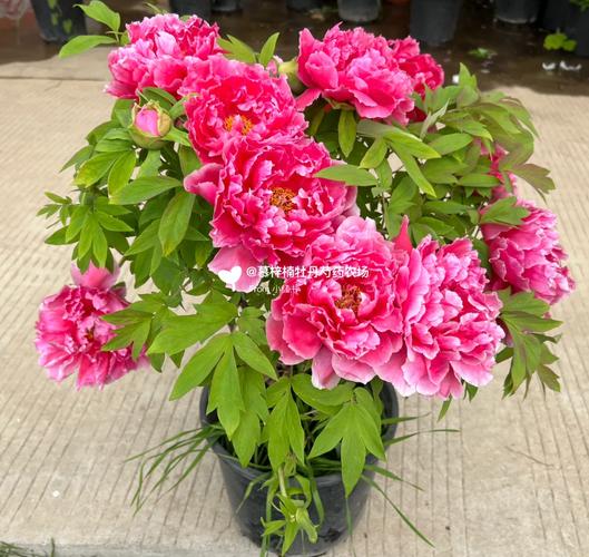 盆栽红牡丹花图片有哪些品种？-第1张图片-吾爱花网