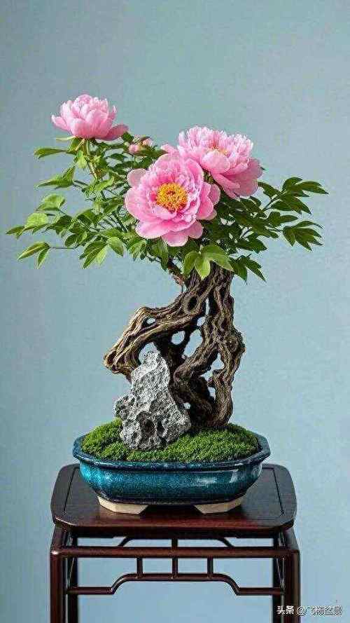 盆栽红牡丹花图片有哪些品种？-第2张图片-吾爱花网