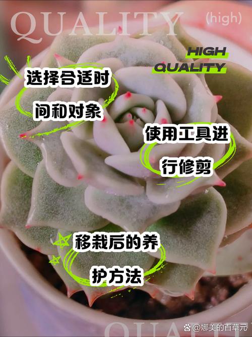 新手初次种多肉怎么操作？-第3张图片-吾爱花网