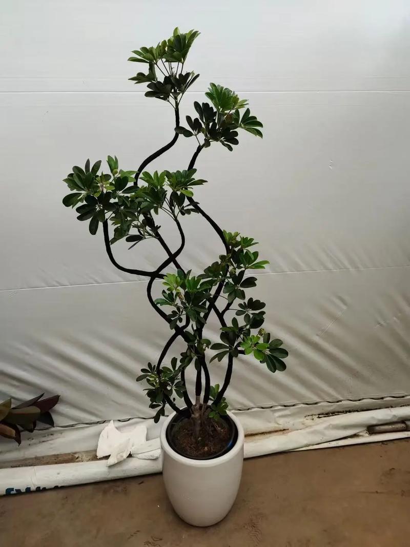 杭州盆栽植物出租价格多少？-第2张图片-吾爱花网