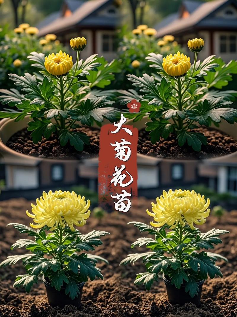 盆栽菊花长多大需要换盆?-第2张图片-吾爱花网 盆栽菊花长多大需要换盆?-第2张图片-吾爱花网