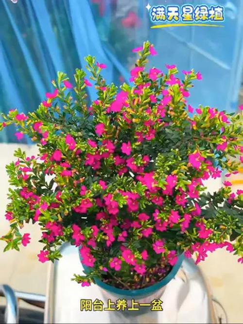 哪种盆栽寓意家庭和睦?-第2张图片-吾爱花网 哪种盆栽寓意家庭和睦?-第2张图片-吾爱花网