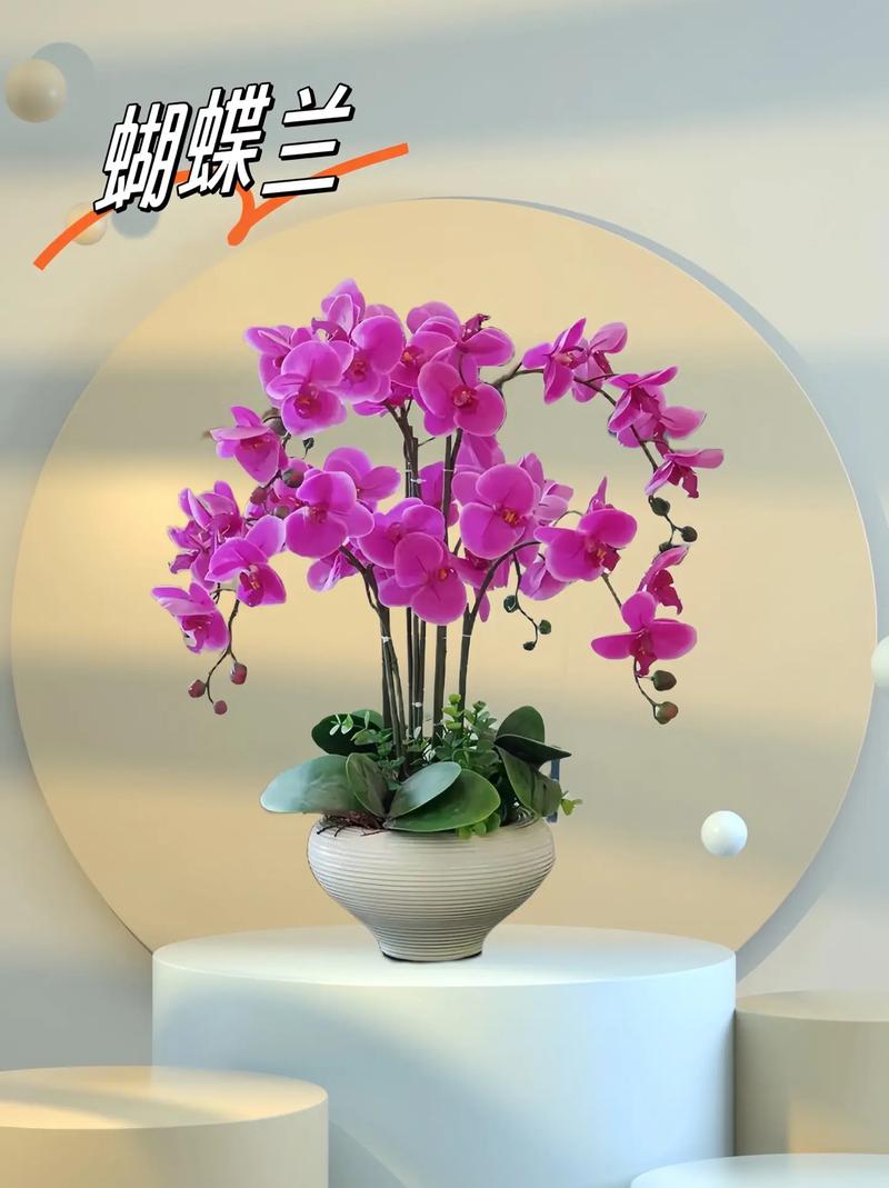 哪种盆栽寓意家庭和睦?-第1张图片-吾爱花网 哪种盆栽寓意家庭和睦?-第1张图片-吾爱花网