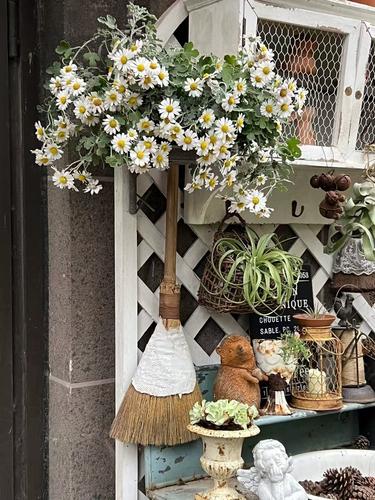 盆栽雏菊苗期怎么养才能开花?-第2张图片-吾爱花网 盆栽雏菊苗期怎么养才能开花?-第2张图片-吾爱花网