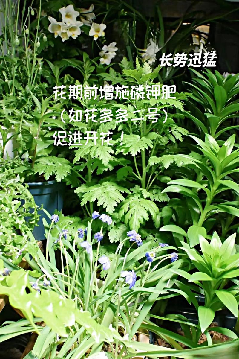 盆栽雏菊苗期怎么养才能开花?-第1张图片-吾爱花网 盆栽雏菊苗期怎么养才能开花?-第1张图片-吾爱花网