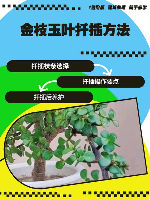 盆栽金枝玉叶分枝怎么弄?-第2张图片-吾爱花网 盆栽金枝玉叶分枝怎么弄?-第2张图片-吾爱花网