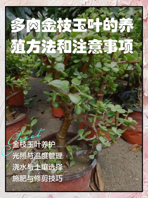 盆栽金枝玉叶分枝怎么弄?-第1张图片-吾爱花网 盆栽金枝玉叶分枝怎么弄?-第1张图片-吾爱花网