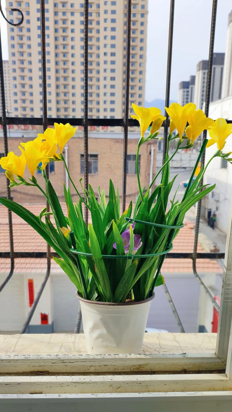 盆栽香雪兰怎么养才好?-第1张图片-吾爱花网 盆栽香雪兰怎么养才好?-第1张图片-吾爱花网