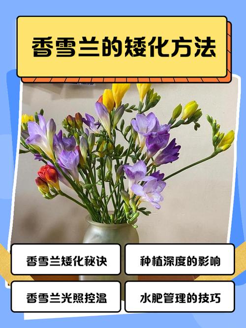 盆栽香雪兰怎么养才好？-第3张图片-吾爱花网