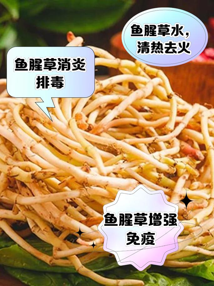 盆栽鱼腥草用什么肥料好?-第2张图片-吾爱花网 盆栽鱼腥草用什么肥料好?-第2张图片-吾爱花网