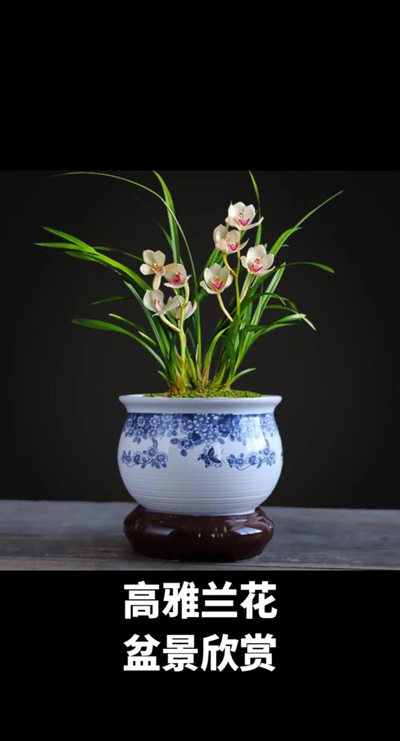 广东盆栽兰花,哪种最适合新手养?-第1张图片-吾爱花网 广东盆栽兰花,哪种最适合新手养?-第1张图片-吾爱花网