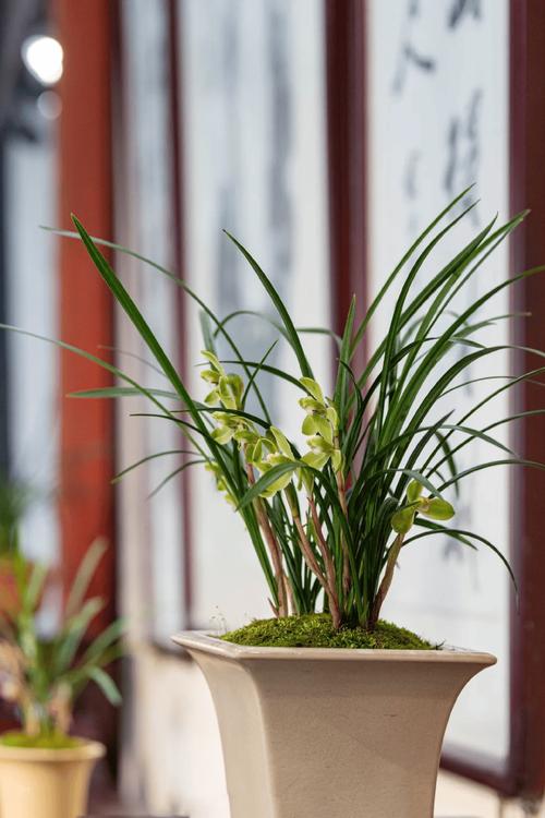 广东盆栽兰花，哪种最适合新手养？-第2张图片-吾爱花网