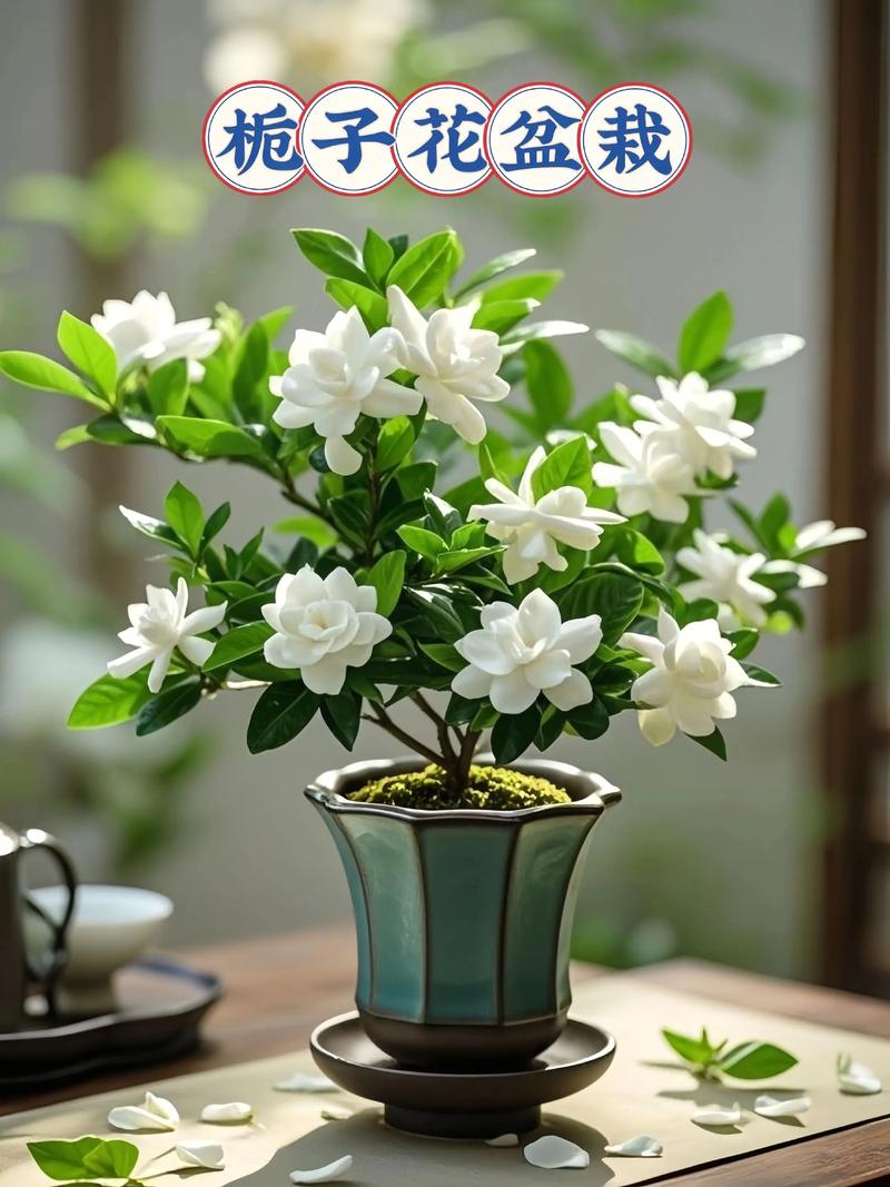 栀子花适合用高脚盆栽吗？-第3张图片-吾爱花网