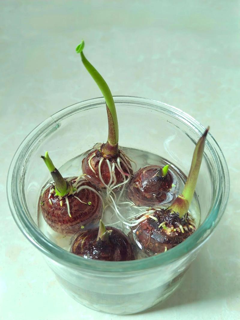 10份芋头能种出盆栽吗?-第1张图片-吾爱花网 10份芋头能种出盆栽吗?-第1张图片-吾爱花网