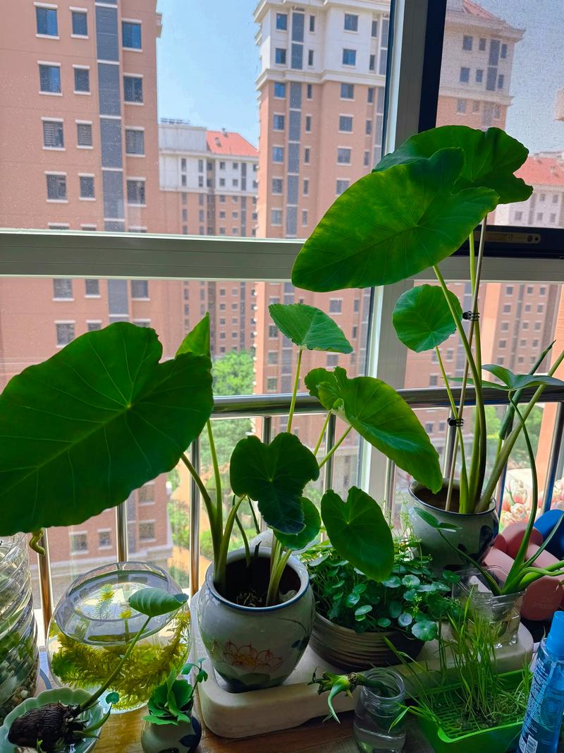 10份芋头能种出盆栽吗?-第3张图片-吾爱花网 10份芋头能种出盆栽吗?-第3张图片-吾爱花网