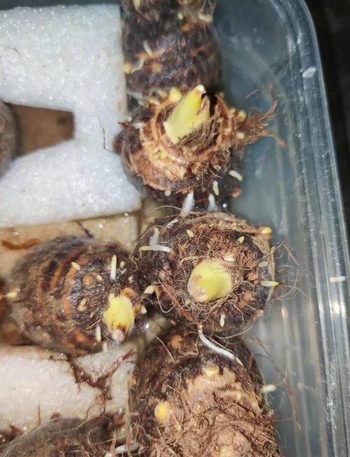 10份芋头能种出盆栽吗？-第2张图片-吾爱花网