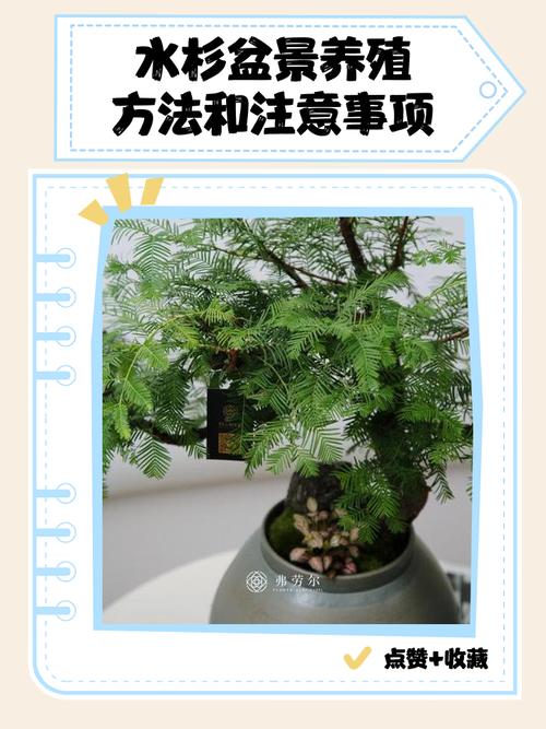 杉树盆栽适合摆放在家中何处养护？-第2张图片-吾爱花网