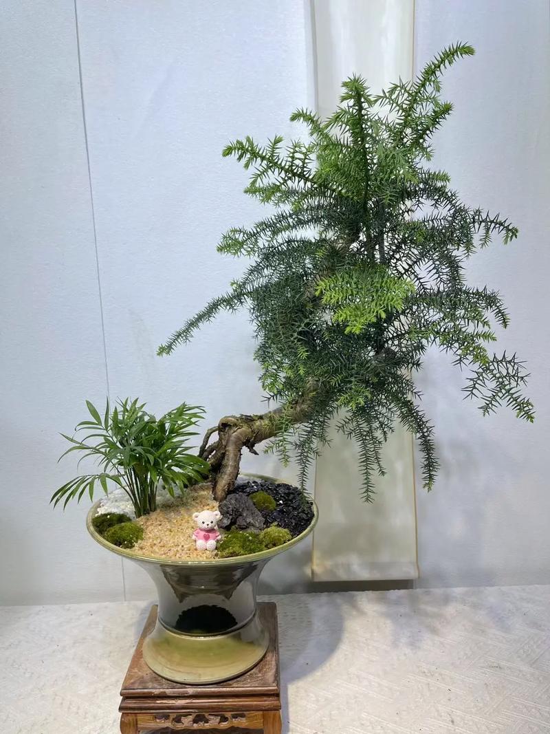 杉树盆栽适合摆放在家中何处养护?-第1张图片-吾爱花网 杉树盆栽适合摆放在家中何处养护?-第1张图片-吾爱花网