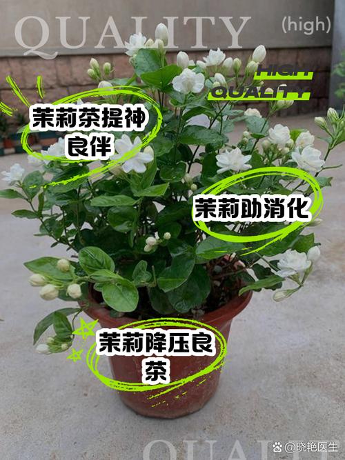 盆栽茉莉花能泡水喝吗?-第2张图片-吾爱花网 盆栽茉莉花能泡水喝吗?-第2张图片-吾爱花网