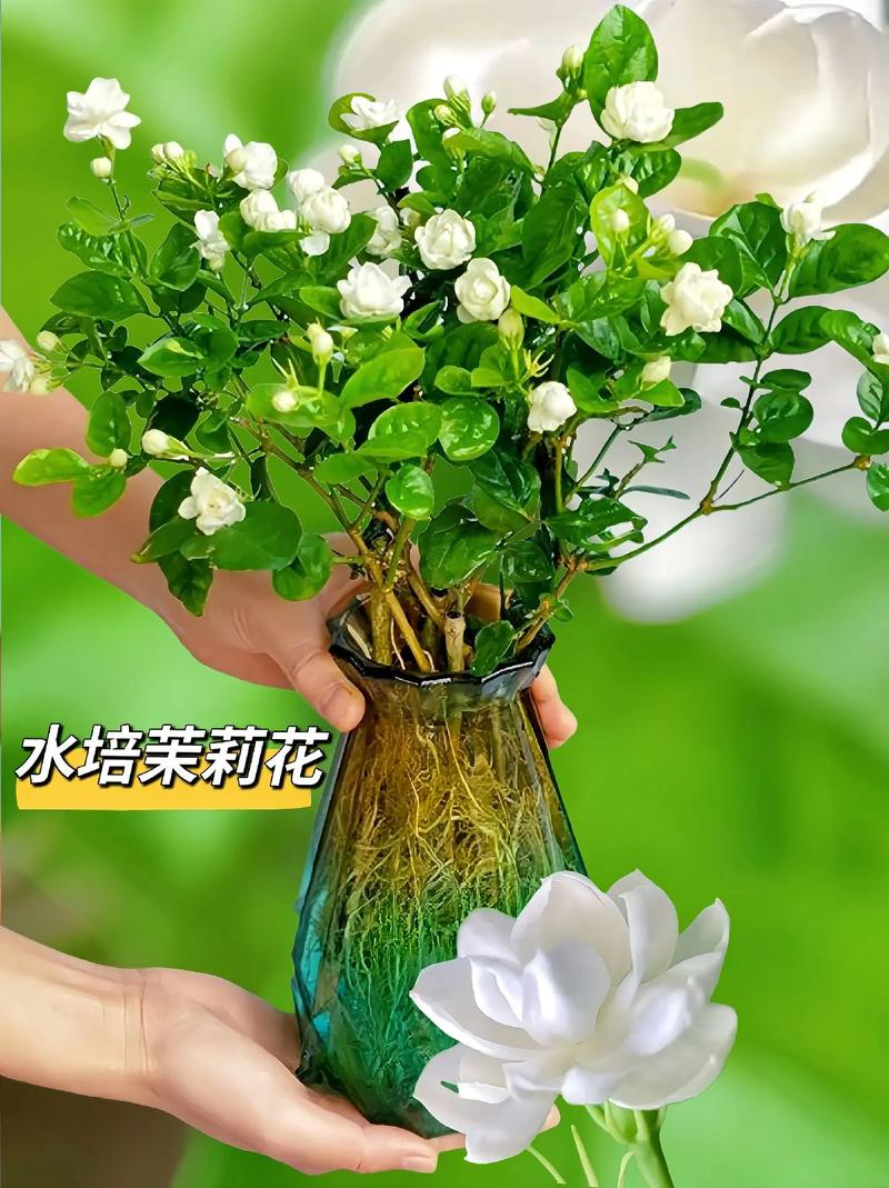 盆栽茉莉花能泡水喝吗?-第1张图片-吾爱花网 盆栽茉莉花能泡水喝吗?-第1张图片-吾爱花网