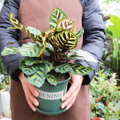 耐阴室内盆栽花卉有哪些推荐?-第2张图片-吾爱花网 耐阴室内盆栽花卉有哪些推荐?-第2张图片-吾爱花网