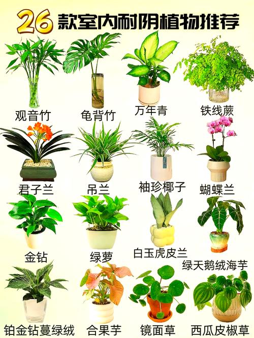 耐阴室内盆栽花卉有哪些推荐?-第1张图片-吾爱花网 耐阴室内盆栽花卉有哪些推荐?-第1张图片-吾爱花网