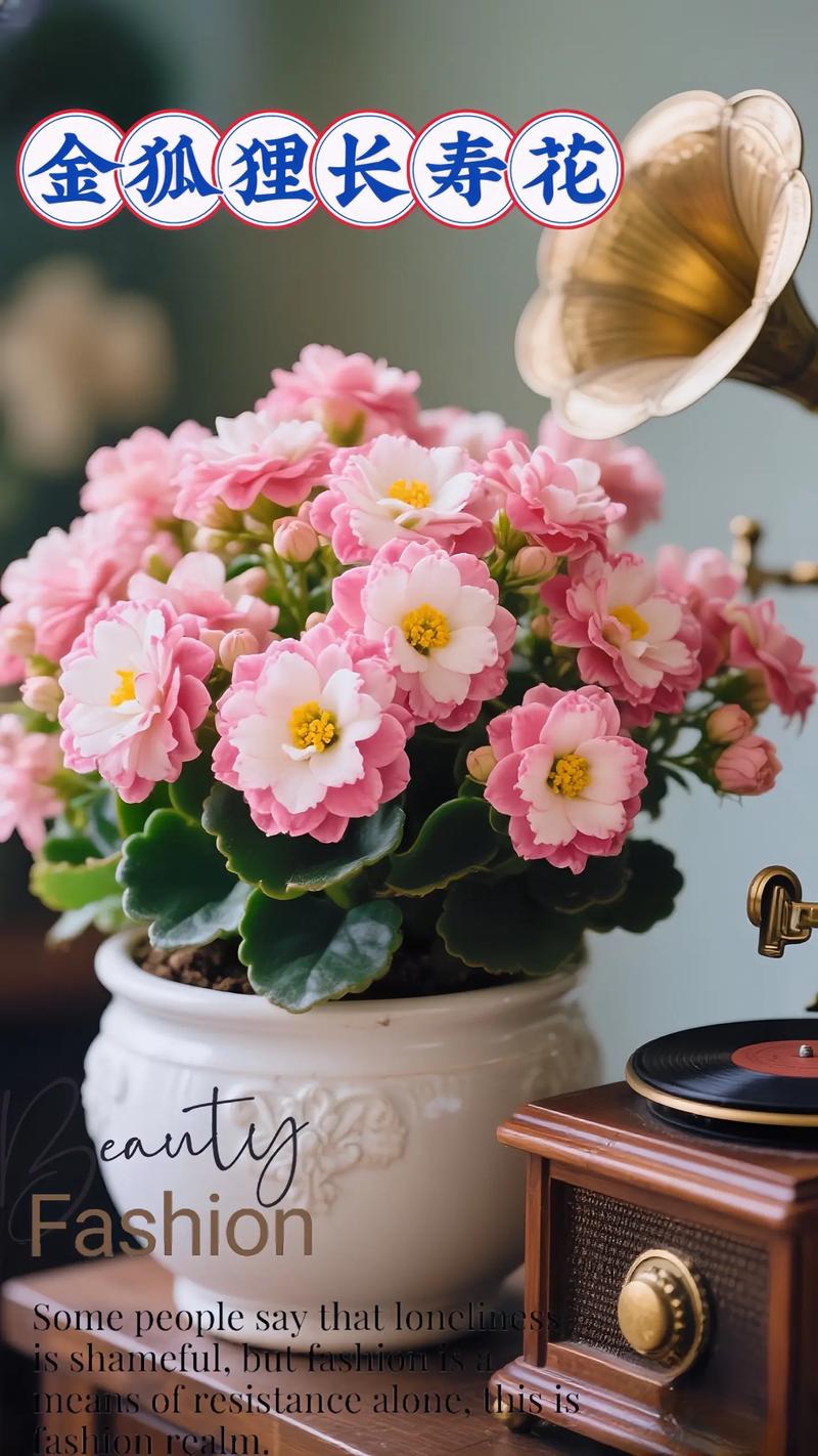 哪些盆栽花卉最有名?-第3张图片-吾爱花网 哪些盆栽花卉最有名?-第3张图片-吾爱花网