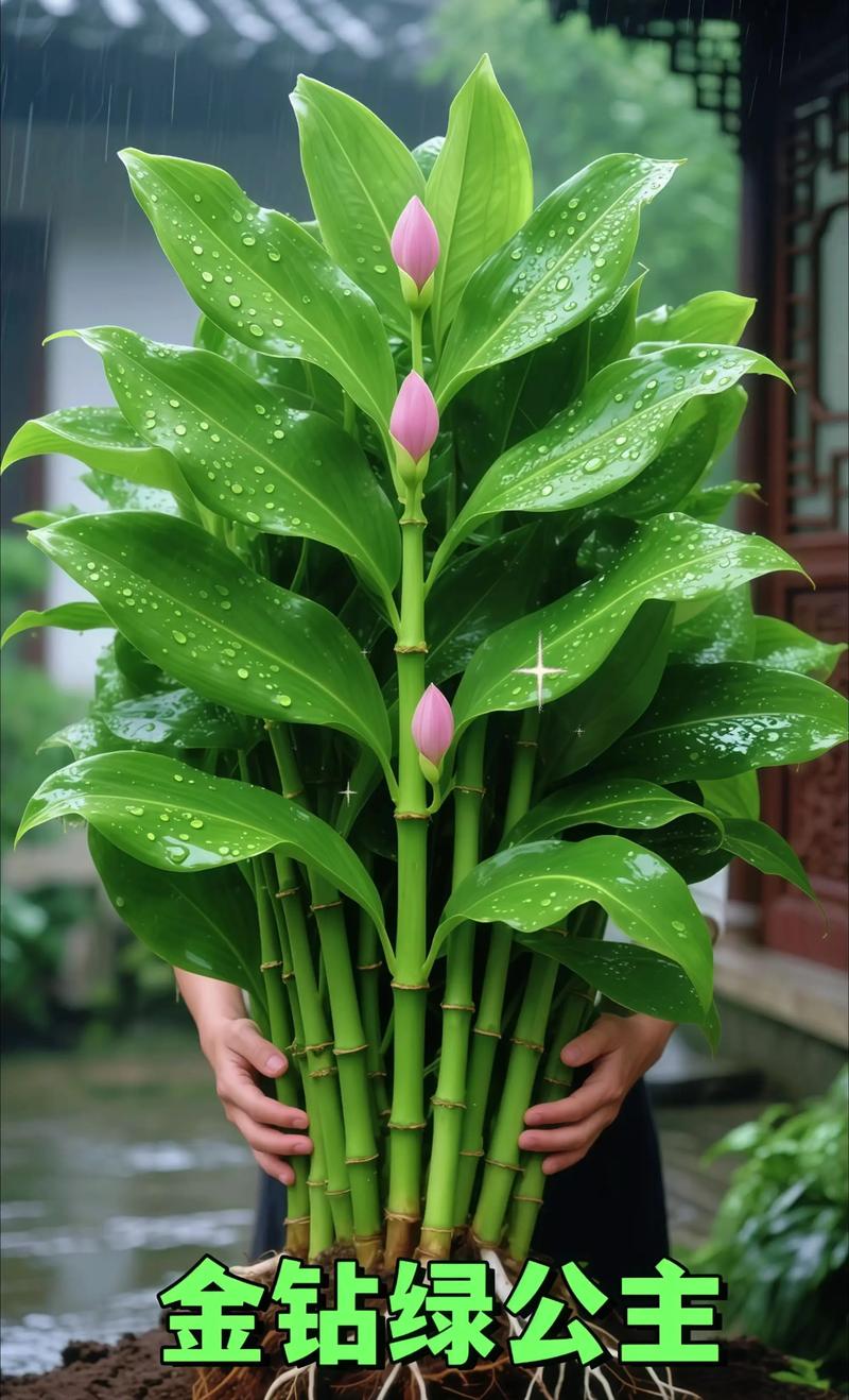 金钻盆栽适合室内养吗？-第2张图片-吾爱花网