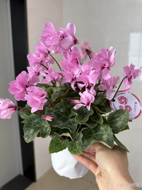 冬天适合养哪些盆栽花?-第2张图片-吾爱花网 冬天适合养哪些盆栽花?-第2张图片-吾爱花网