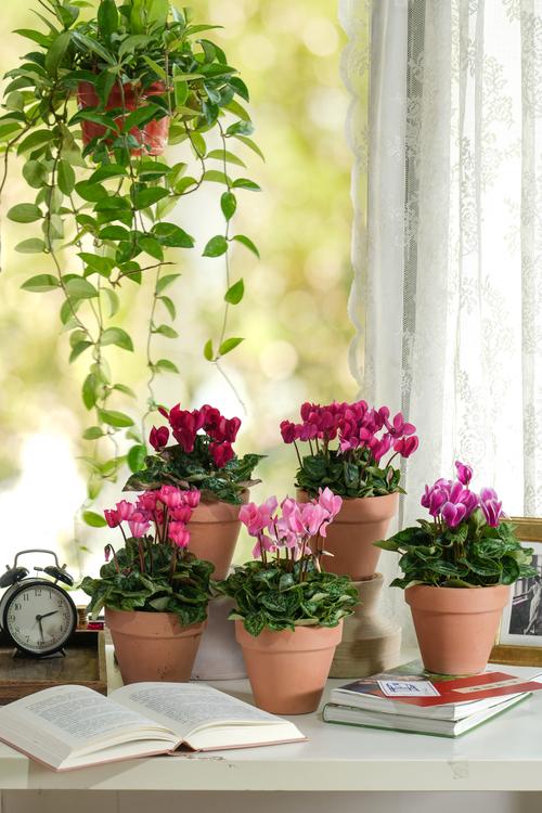 冬天适合养哪些盆栽花?-第1张图片-吾爱花网 冬天适合养哪些盆栽花?-第1张图片-吾爱花网