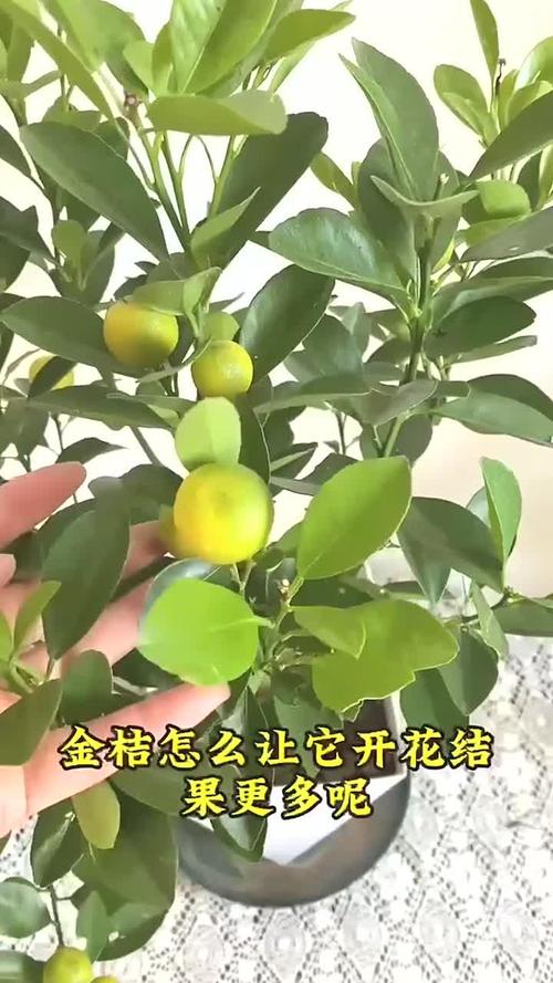 金桔结果后怎么养护才能多结果？-第3张图片-吾爱花网