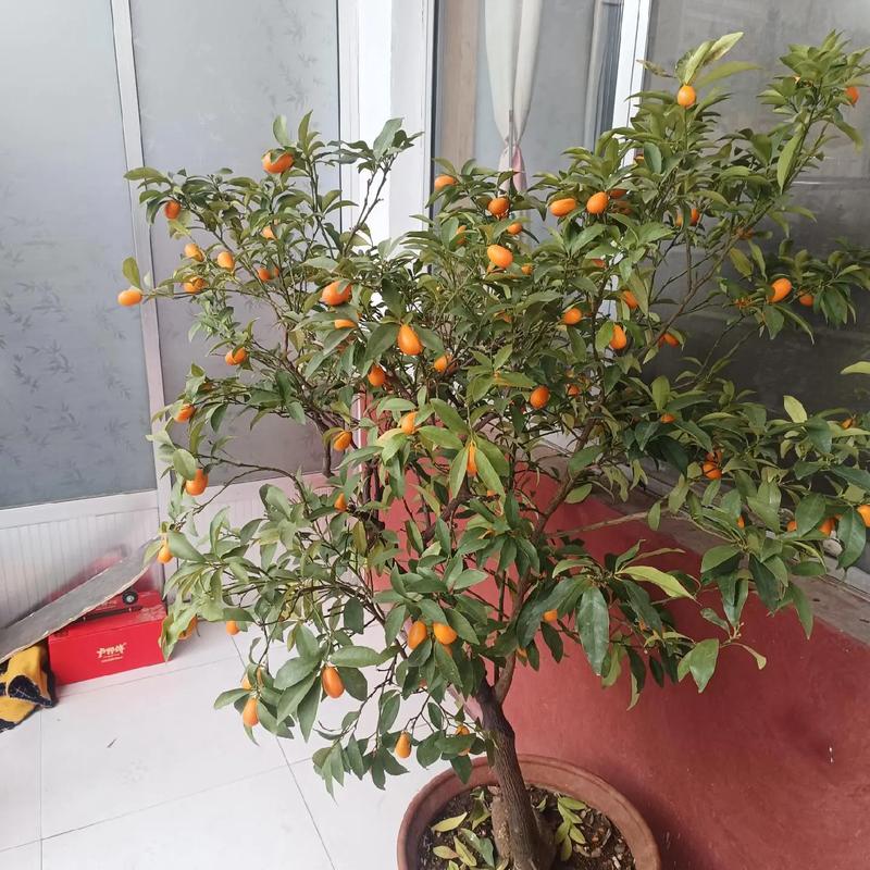 金桔结果后怎么养护才能多结果？-第2张图片-吾爱花网