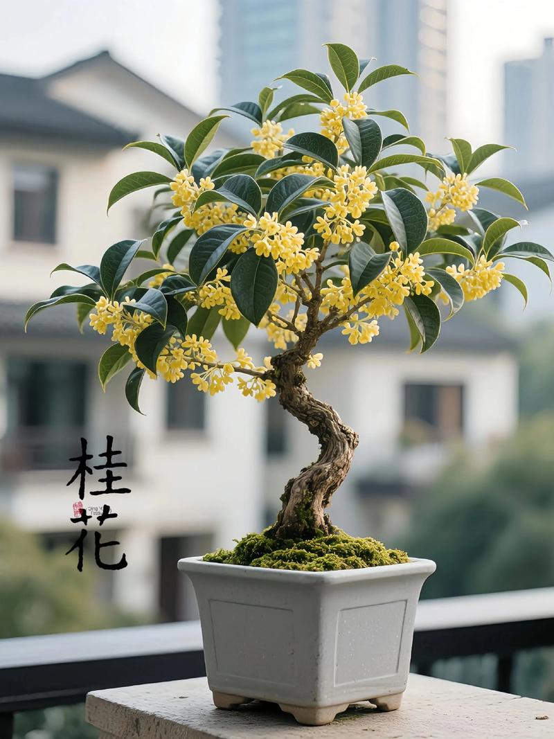 盆栽桂花树苗培育关键技巧是什么?-第3张图片-吾爱花网 盆栽桂花树苗培育关键技巧是什么?-第3张图片-吾爱花网