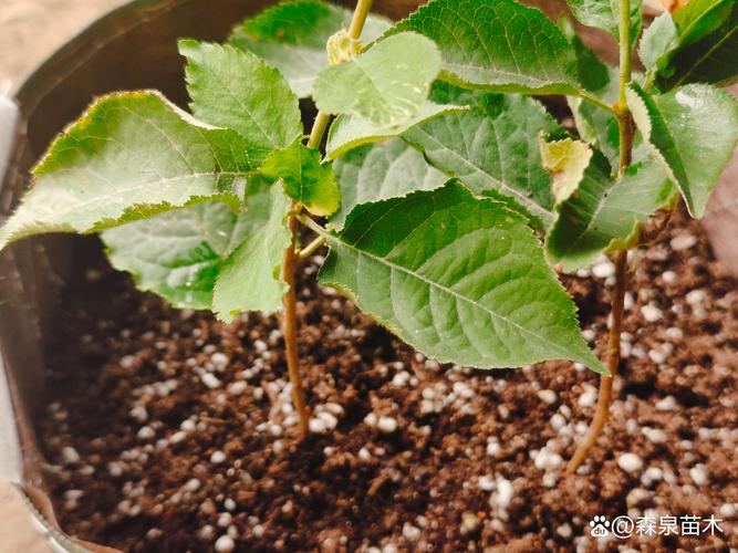 盆栽樱桃树适合用什么泥土?-第1张图片-吾爱花网 盆栽樱桃树适合用什么泥土?-第1张图片-吾爱花网