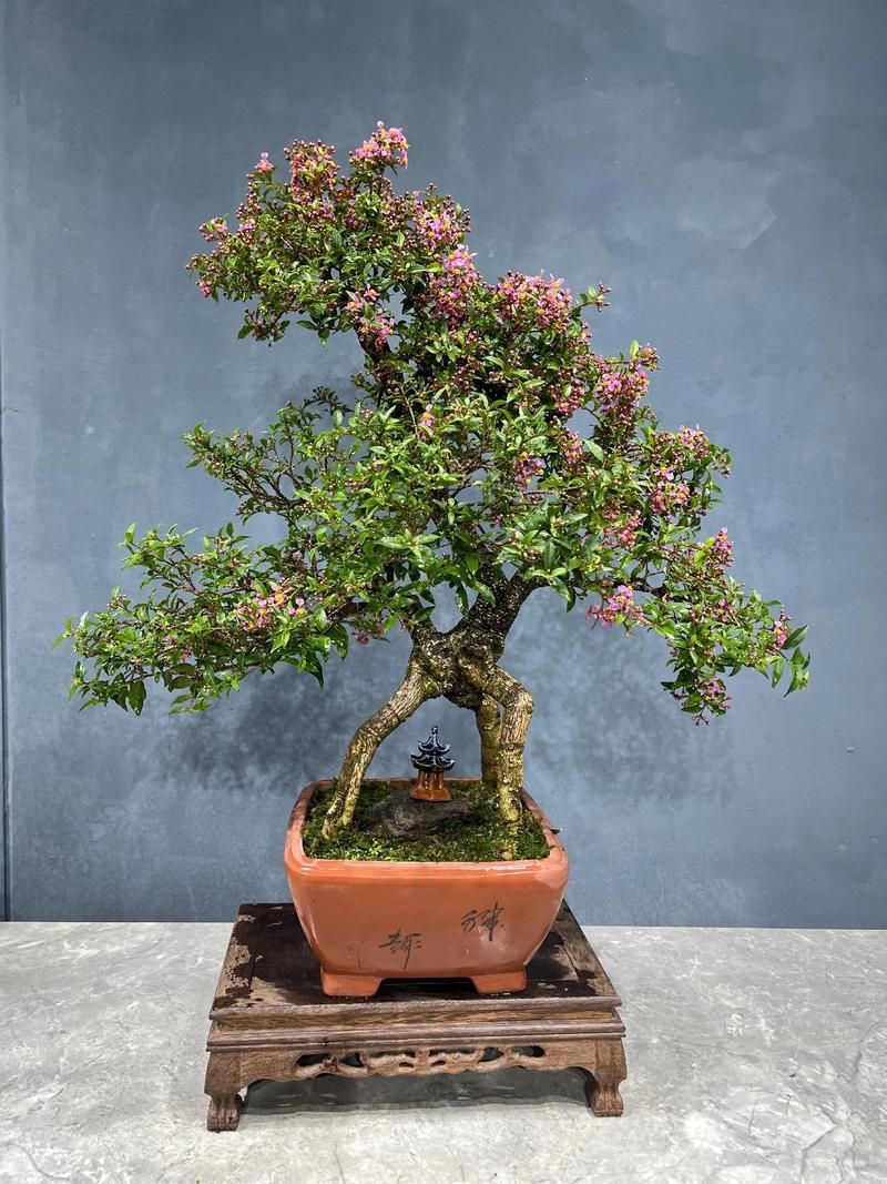 盆栽樱桃树适合用什么泥土?-第3张图片-吾爱花网 盆栽樱桃树适合用什么泥土?-第3张图片-吾爱花网